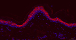 APOE Antibody in Immunohistochemistry (Paraffin) (IHC (P))
