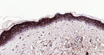 APOE Antibody in Immunohistochemistry (Paraffin) (IHC (P))