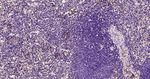 APOE Antibody in Immunohistochemistry (Paraffin) (IHC (P))