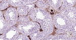 APOE Antibody in Immunohistochemistry (Paraffin) (IHC (P))