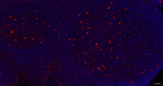 APOE Recombinant Rabbit Monoclonal Antibody (9E10)