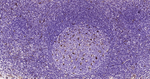 APOE Antibody in Immunohistochemistry (Paraffin) (IHC (P))