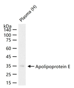 APOE Antibody in Western Blot (WB)