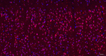 TPH1 Antibody in Immunohistochemistry (Paraffin) (IHC (P))