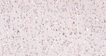 TPH1 Antibody in Immunohistochemistry (Paraffin) (IHC (P))