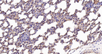 ACACA/ACACB Antibody in Immunohistochemistry (Paraffin) (IHC (P))