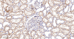 ACACA/ACACB Antibody in Immunohistochemistry (Paraffin) (IHC (P))
