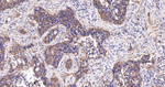 ACACA/ACACB Antibody in Immunohistochemistry (Paraffin) (IHC (P))