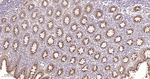 GOLPH2 Antibody in Immunohistochemistry (Paraffin) (IHC (P))