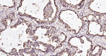 GOLPH2 Antibody in Immunohistochemistry (Paraffin) (IHC (P))