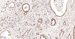 GOLPH2 Antibody in Immunohistochemistry (Paraffin) (IHC (P))