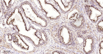 GOLPH2 Antibody in Immunohistochemistry (Paraffin) (IHC (P))