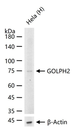 GOLPH2 Antibody in Western Blot (WB)