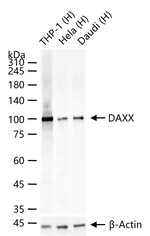 DAXX Antibody in Western Blot (WB)