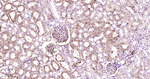 ApoA1 Recombinant Rabbit Monoclonal Antibody (9B13)