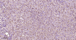 ApoA1 Antibody in Immunohistochemistry (Paraffin) (IHC (P))
