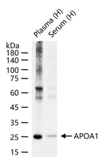 ApoA1 Antibody in Western Blot (WB)