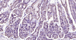 Carbonic Anhydrase IX Antibody in Immunohistochemistry (Paraffin) (IHC (P))