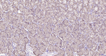Carbonic Anhydrase IX Antibody in Immunohistochemistry (Paraffin) (IHC (P))