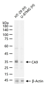 Carbonic Anhydrase IX Antibody in Western Blot (WB)