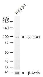 SERCA1 ATPase Antibody in Western Blot (WB)