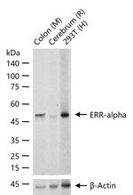 ESRRA Recombinant Rabbit Monoclonal Antibody (13C6)