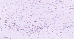 MST2 Antibody in Immunohistochemistry (Paraffin) (IHC (P))
