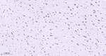 MST2 Antibody in Immunohistochemistry (Paraffin) (IHC (P))