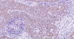 MST2 Antibody in Immunohistochemistry (Paraffin) (IHC (P))