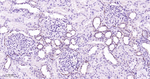 MST2 Antibody in Immunohistochemistry (Paraffin) (IHC (P))