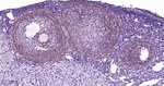 MST2 Antibody in Immunohistochemistry (Paraffin) (IHC (P))