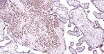 MST2 Antibody in Immunohistochemistry (Paraffin) (IHC (P))