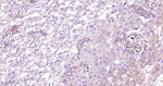 MST2 Antibody in Immunohistochemistry (Paraffin) (IHC (P))