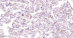 MST2 Antibody in Immunohistochemistry (Paraffin) (IHC (P))