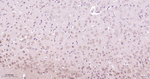 PEBP1 Antibody in Immunohistochemistry (Paraffin) (IHC (P))