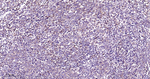 PEBP1 Recombinant Rabbit Monoclonal Antibody (8B14)