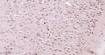 PEBP1 Antibody in Immunohistochemistry (Paraffin) (IHC (P))