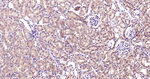 PEBP1 Antibody in Immunohistochemistry (Paraffin) (IHC (P))