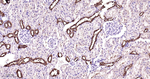 PEBP1 Antibody in Immunohistochemistry (Paraffin) (IHC (P))