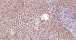 PEBP1 Antibody in Immunohistochemistry (Paraffin) (IHC (P))
