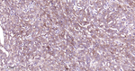 PEBP1 Antibody in Immunohistochemistry (Paraffin) (IHC (P))