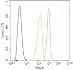 MSI2 Antibody in Flow Cytometry (Flow)