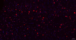 MSI2 Antibody in Immunohistochemistry (Paraffin) (IHC (P))