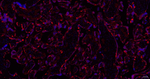 MSI2 Recombinant Rabbit Monoclonal Antibody (3F19)
