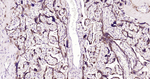MSI2 Antibody in Immunohistochemistry (Paraffin) (IHC (P))