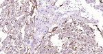 MSI2 Antibody in Immunohistochemistry (Paraffin) (IHC (P))