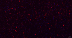 MSI2 Antibody in Immunohistochemistry (Paraffin) (IHC (P))