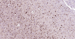 MSI2 Antibody in Immunohistochemistry (Paraffin) (IHC (P))