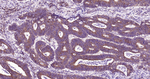 MSI2 Antibody in Immunohistochemistry (Paraffin) (IHC (P))