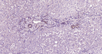 MSI2 Antibody in Immunohistochemistry (Paraffin) (IHC (P))